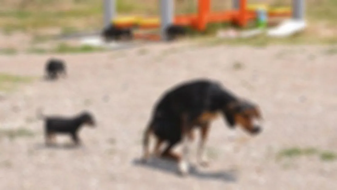 Tırın ezdiği köpeğin imdadına 'hayvan dostları' koştu  