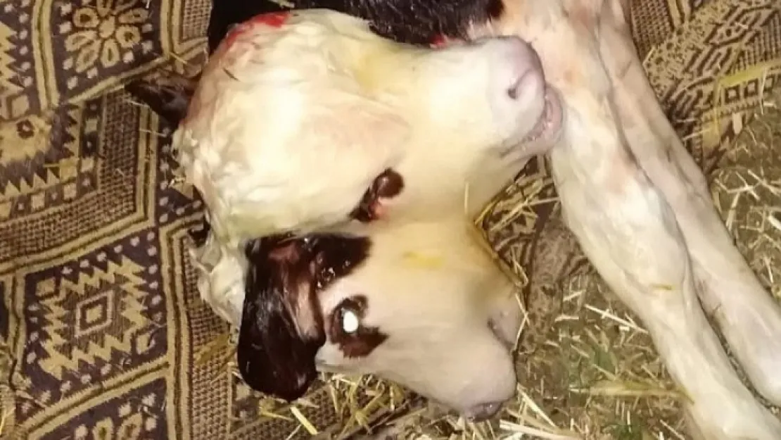 Çift başlı buzağı görenler hayrete düştü