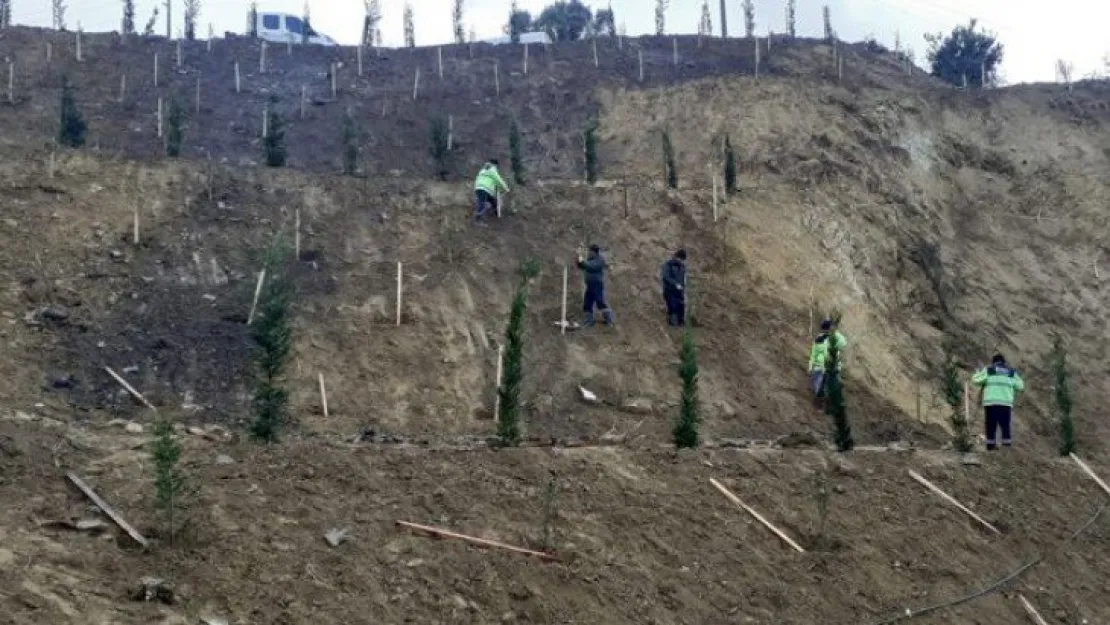 Toprak kayması yaşanan arazi ağaçlandırıldı