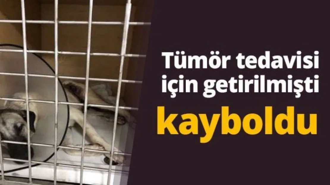 Tümör tedavisi için getirilmişti kayboldu