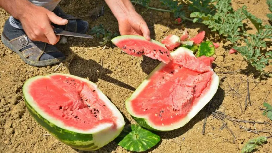 Kandıra karpuzu Diyarbakır ve Adana'ya rakip oldu