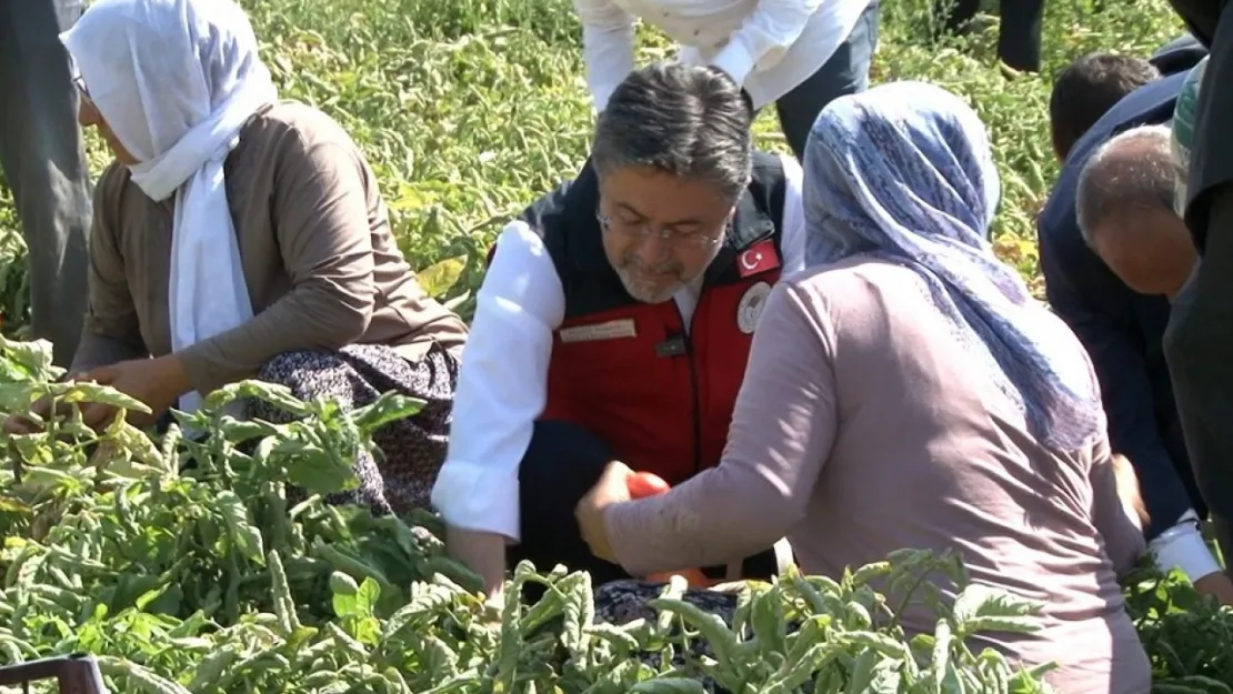Türkiye domates üretiminde dünyada bakın kaçıncı sırada