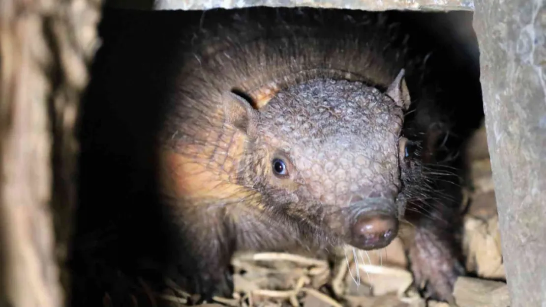 Türkiye'nin ilk armadillo yavrusu Kocaeli'de