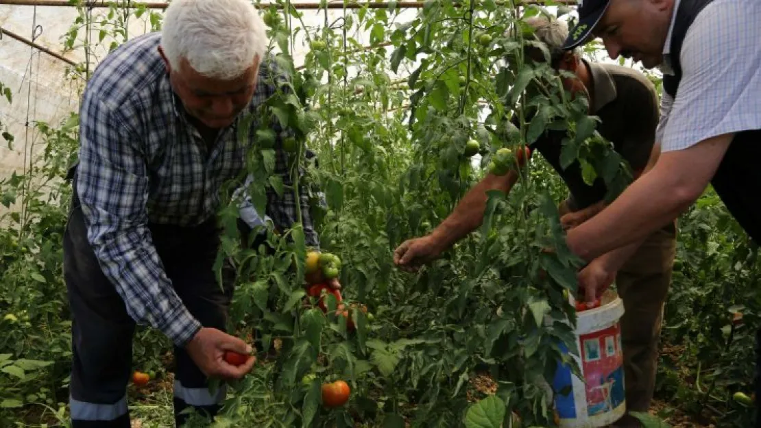 Üreticilere yüzde 50 hibeli sera desteği