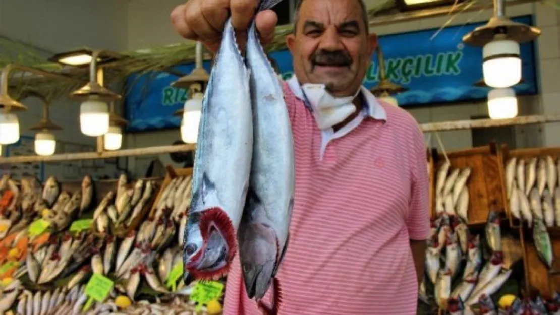Vatandaşlar tezgahlarda hamsinin bollaşması için gün sayıyor!