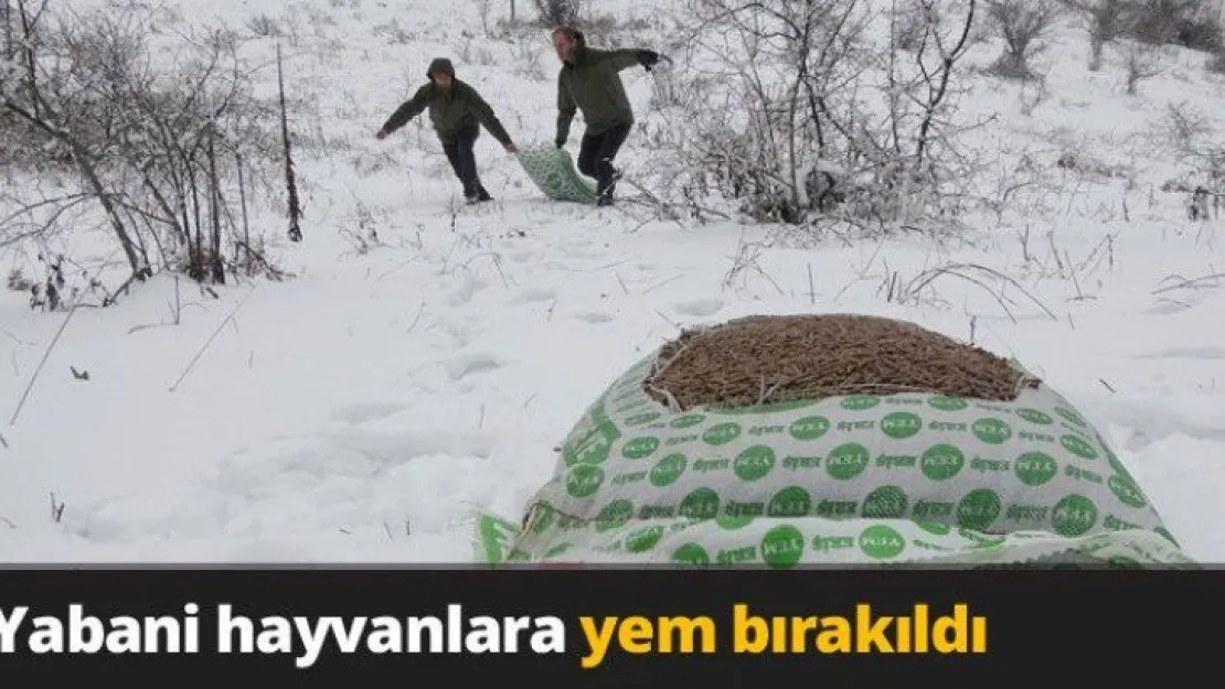 Yabani hayvanlara yem bırakıldı