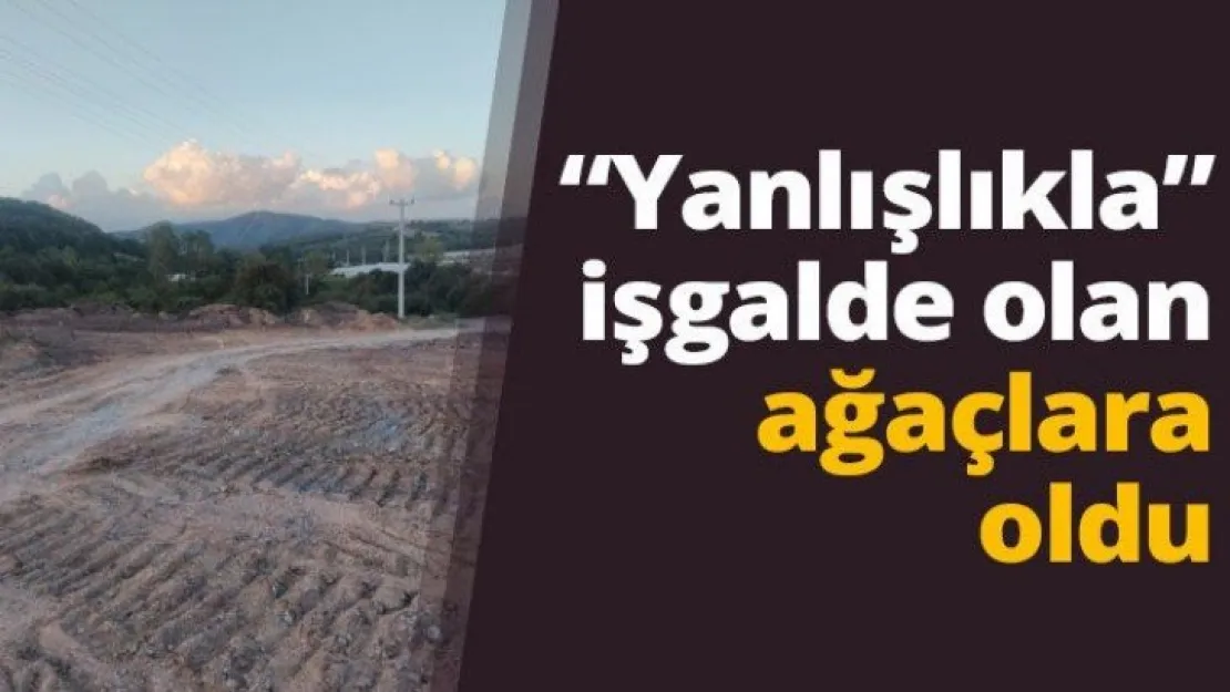 'Yanlışlıkla' işgalde olan ağaçlara oldu