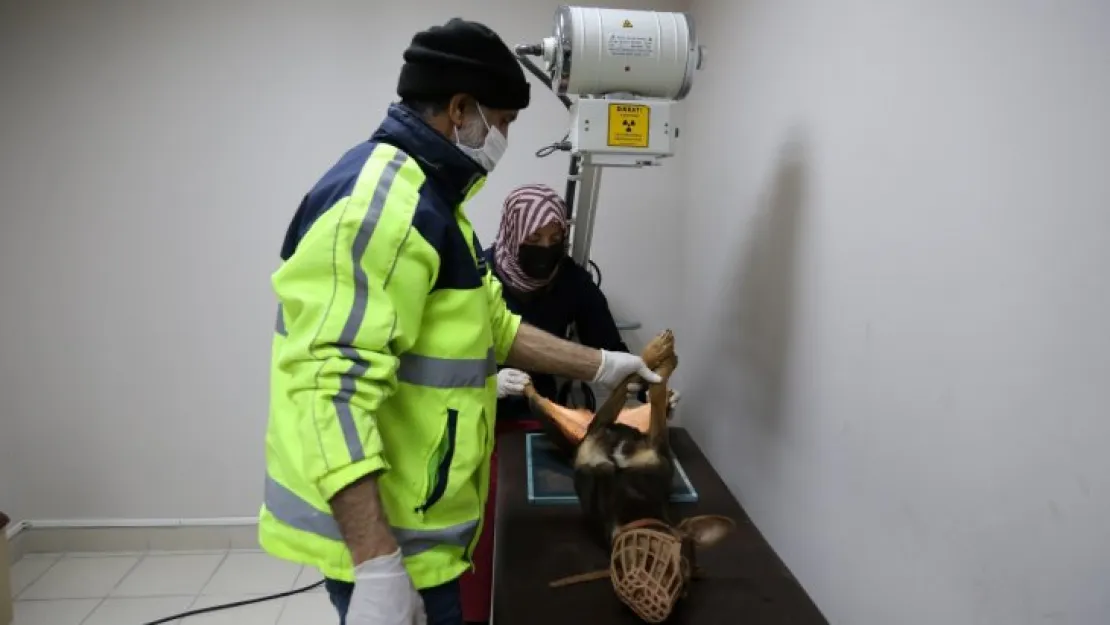 Yaralı köpek Büyükşehir'le hayata tutundu