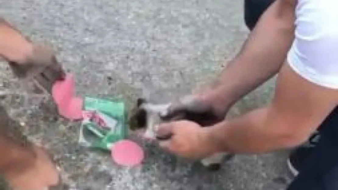 Yavru kedi aracın motoruna sıkıştı!