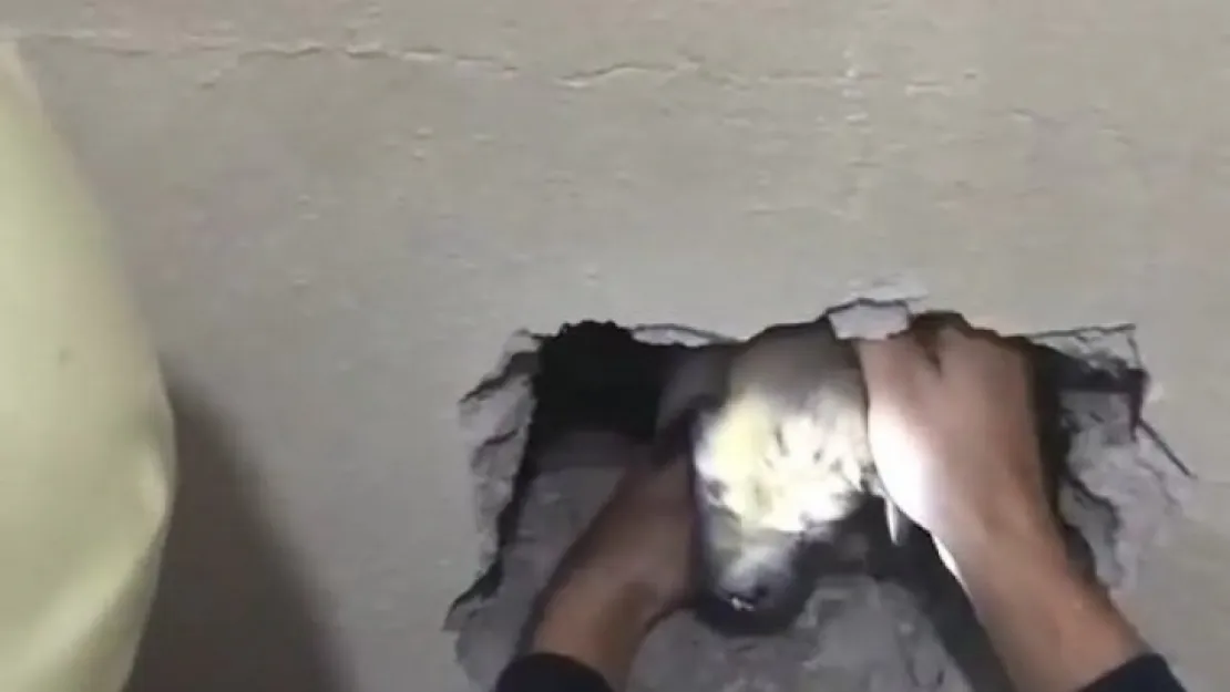 Yavru köpek iki bina arasına sıkıştı