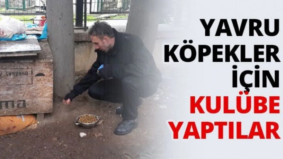Yavru köpekler için kulübe yaptılar