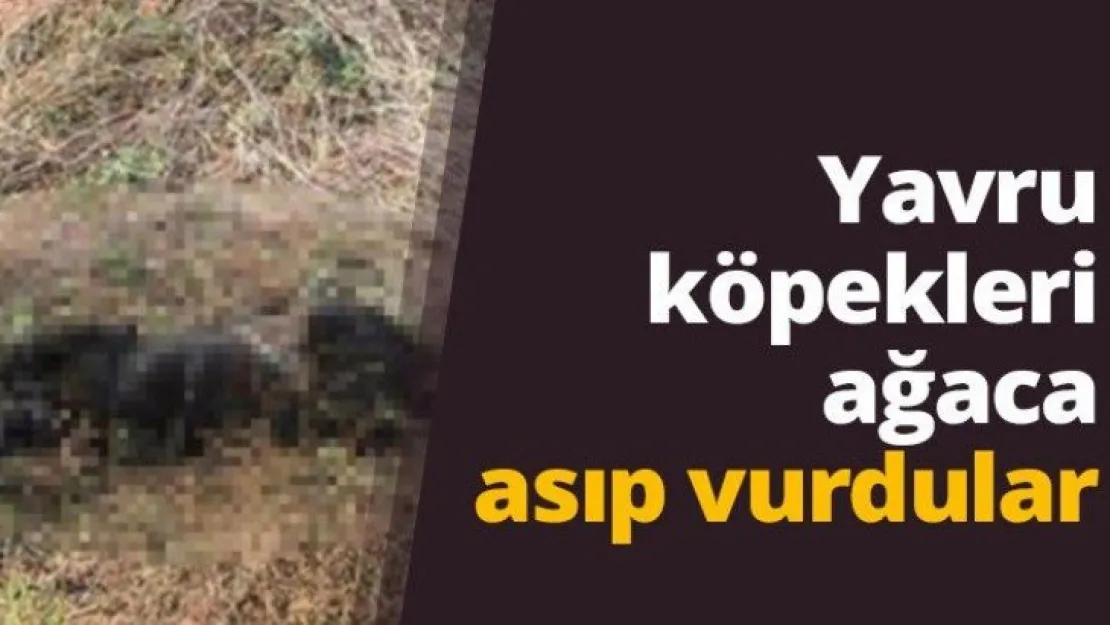 Yavru köpekleri ağaca asıp vurdular