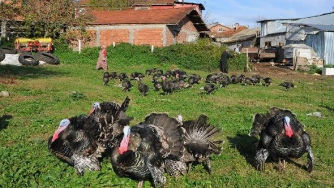 Yılbaşına doğru hindiye rağbet arttı! İşte hindi fiyatları