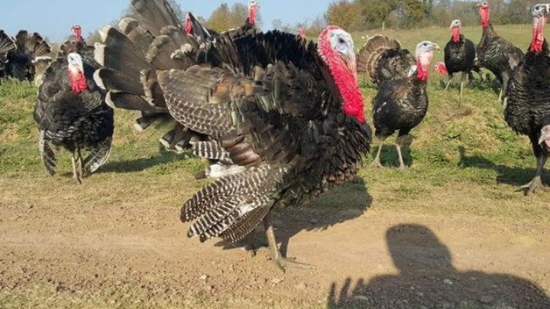 Yılbaşının gözdesi Kandıra hindisine talep arttı!