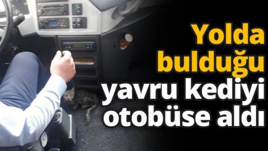 Yolda bulduğu yavru kediyi otobüse aldı