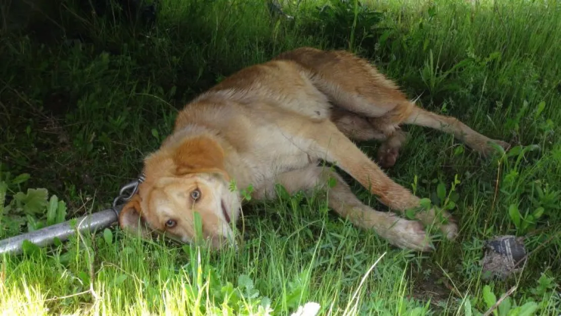Karşıya geçmek isteyen köpeğe otomobil çarptı