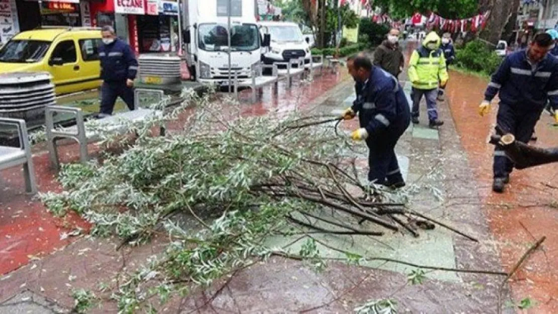 Yürüyüş Yolunda ağaç devrildi!