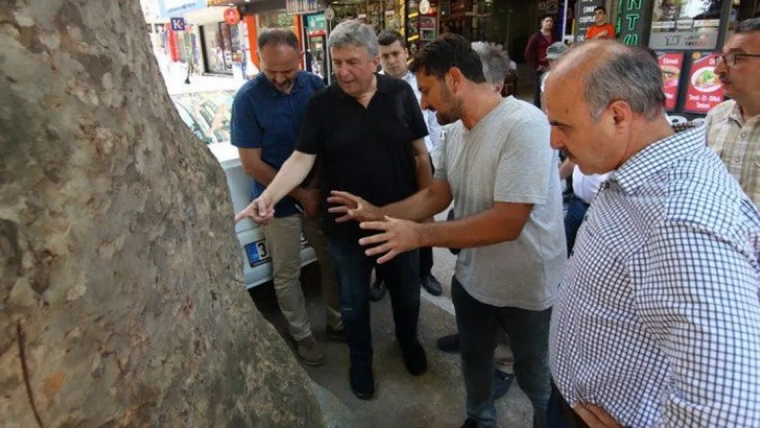 Yürüyüş Yolu'ndaki ağaçları incelediler