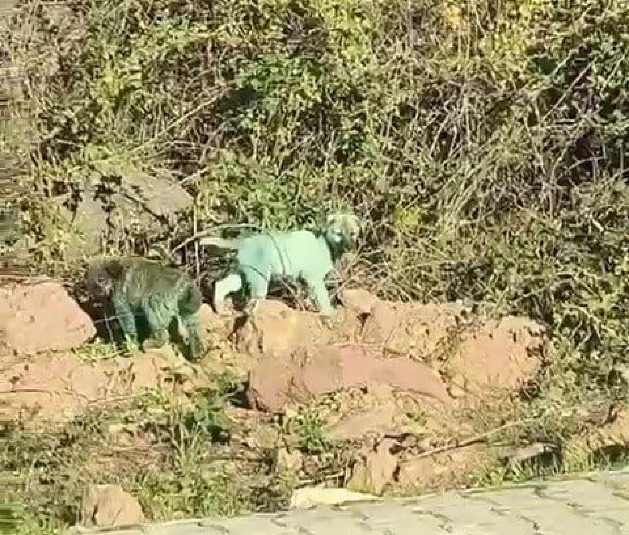 Köpekleri boyayan kim?