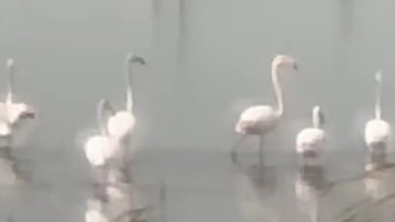 Flamingolar Körfez'de