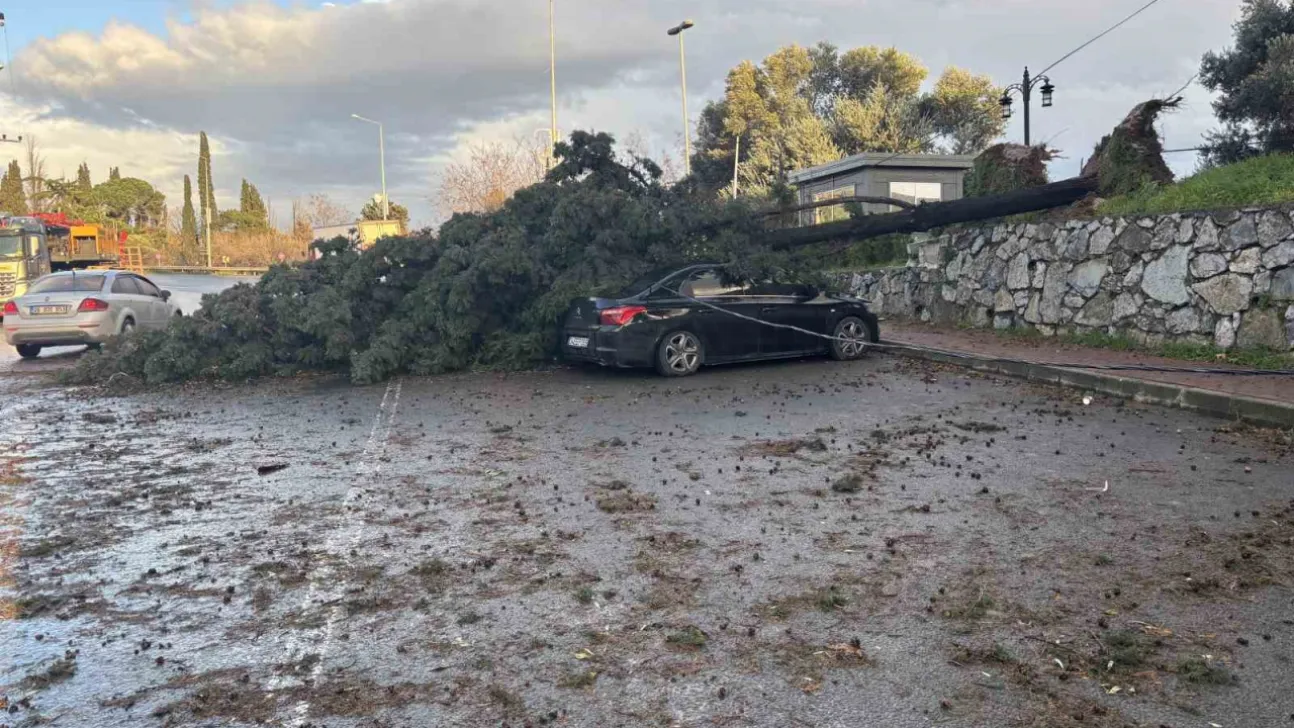 Gebze'de fırtınada iki otomobilin üzerine ağaç devrildi