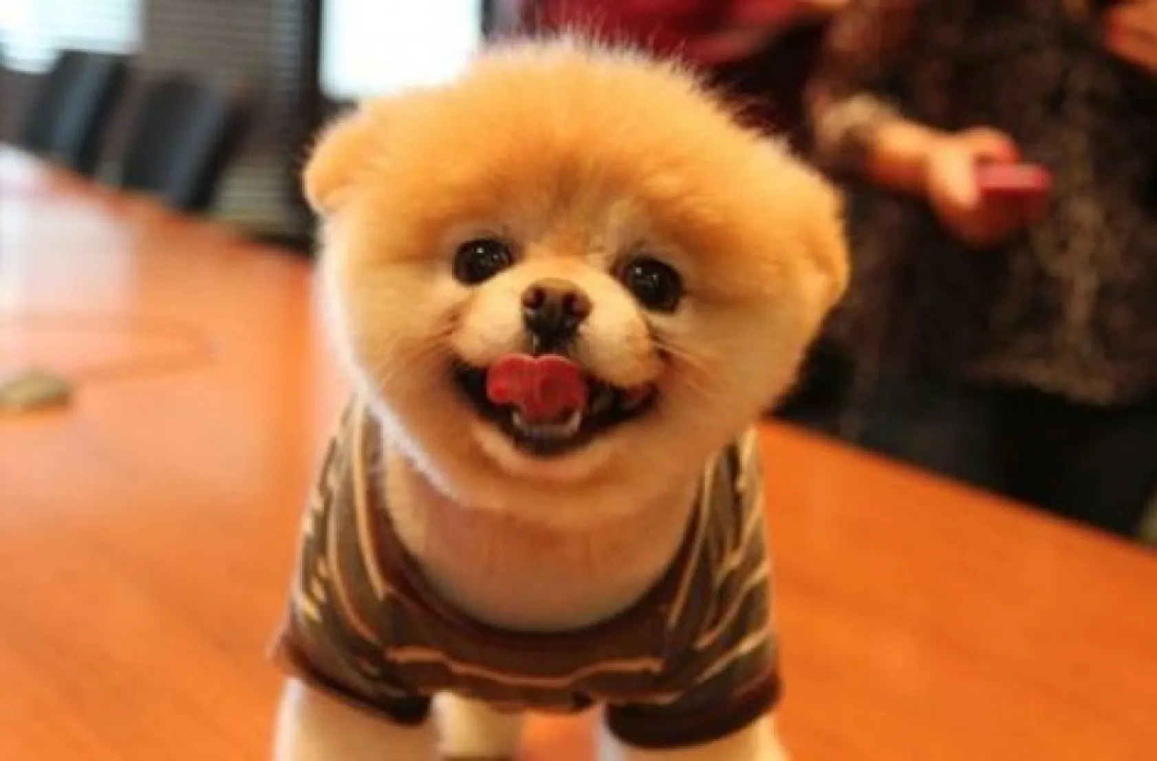 Birbirinden sevimli Boo fotoğrafları