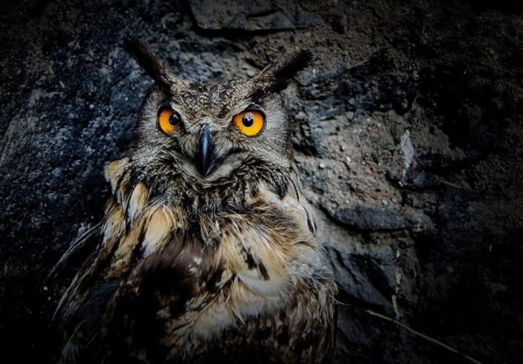 National Geographic Şubat en iyiler...