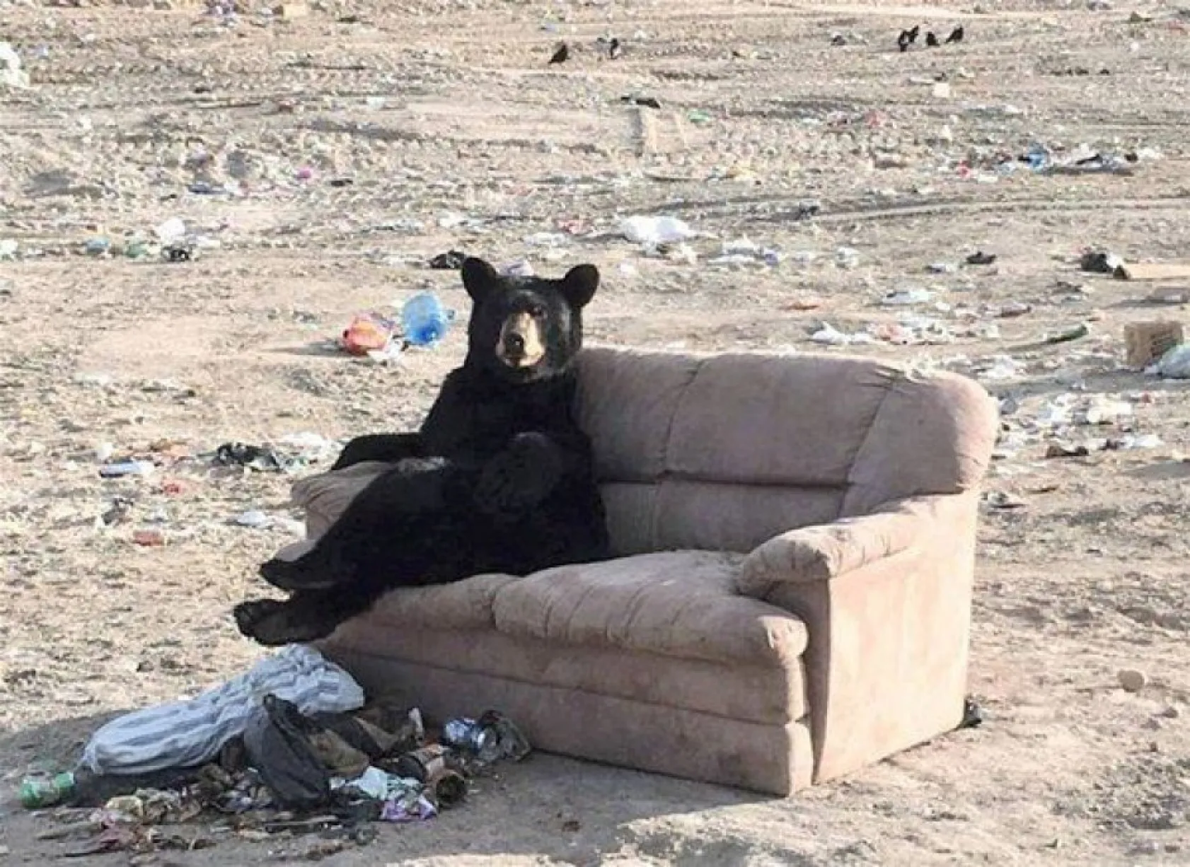 insan gibi davranan hayvanlar