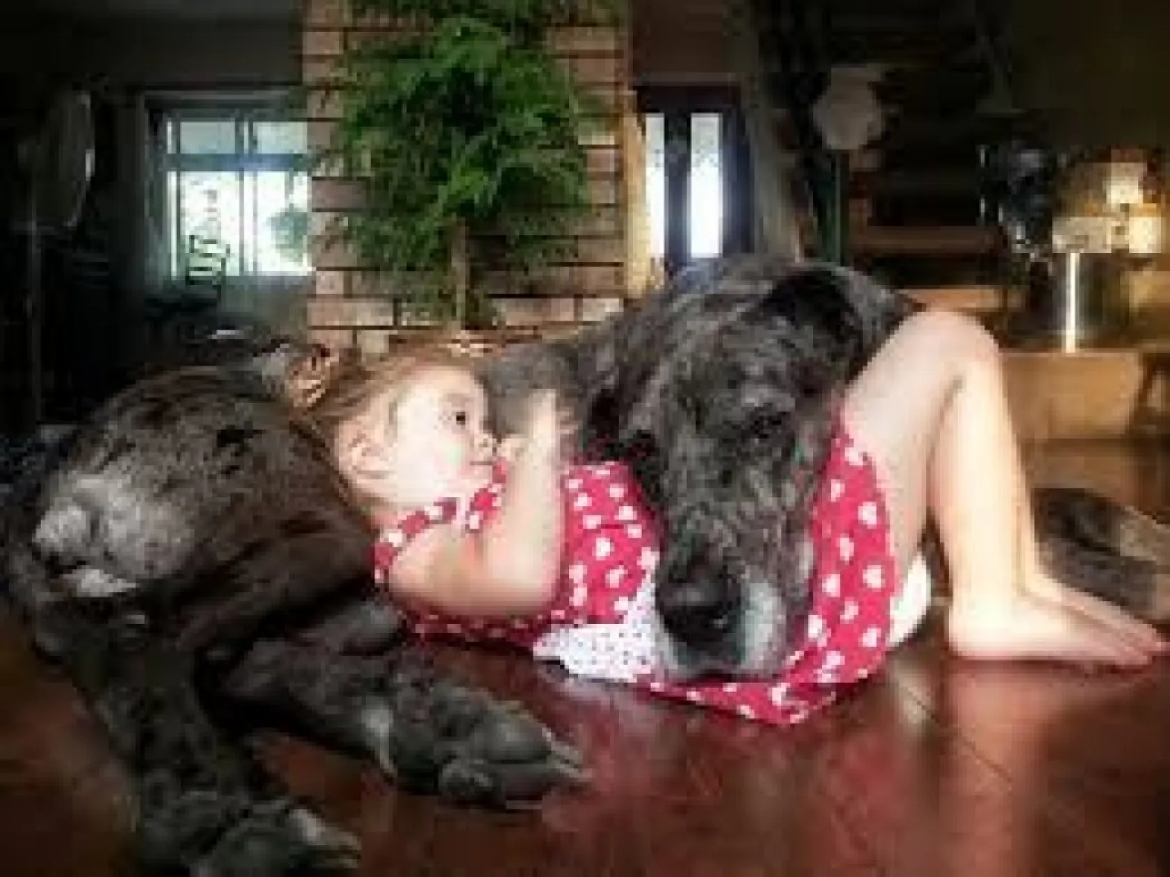 köpeklerle çocukların mükemmel arkadaşlığı