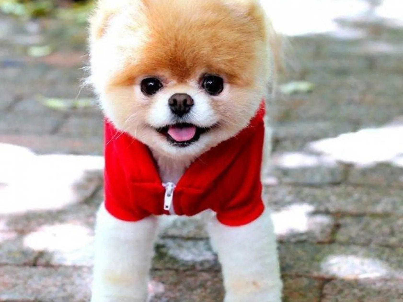 Birbirinden sevimli Boo fotoğrafları