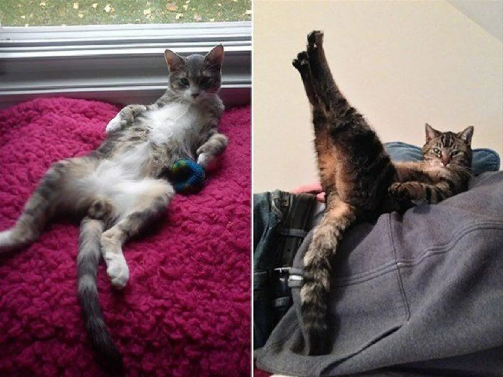 insan gibi davranan hayvanlar