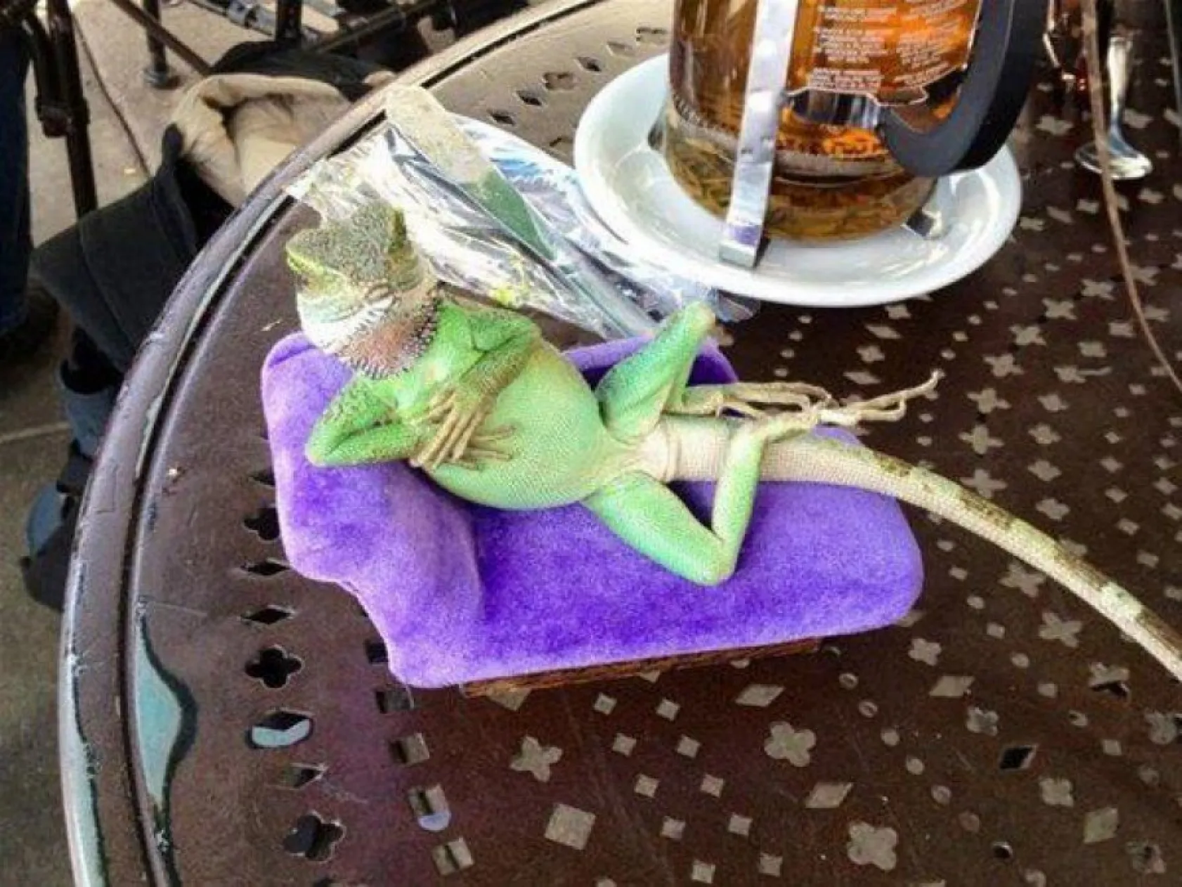 insan gibi davranan hayvanlar