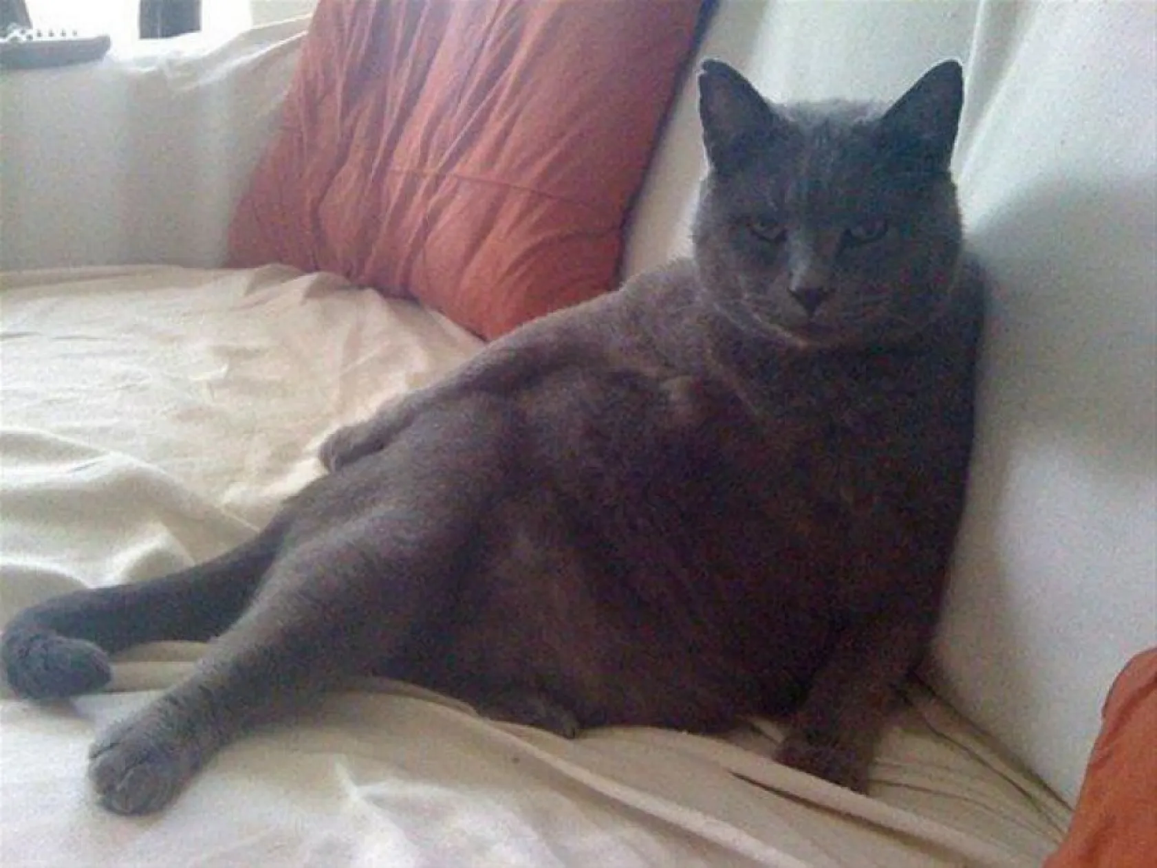 insan gibi davranan hayvanlar