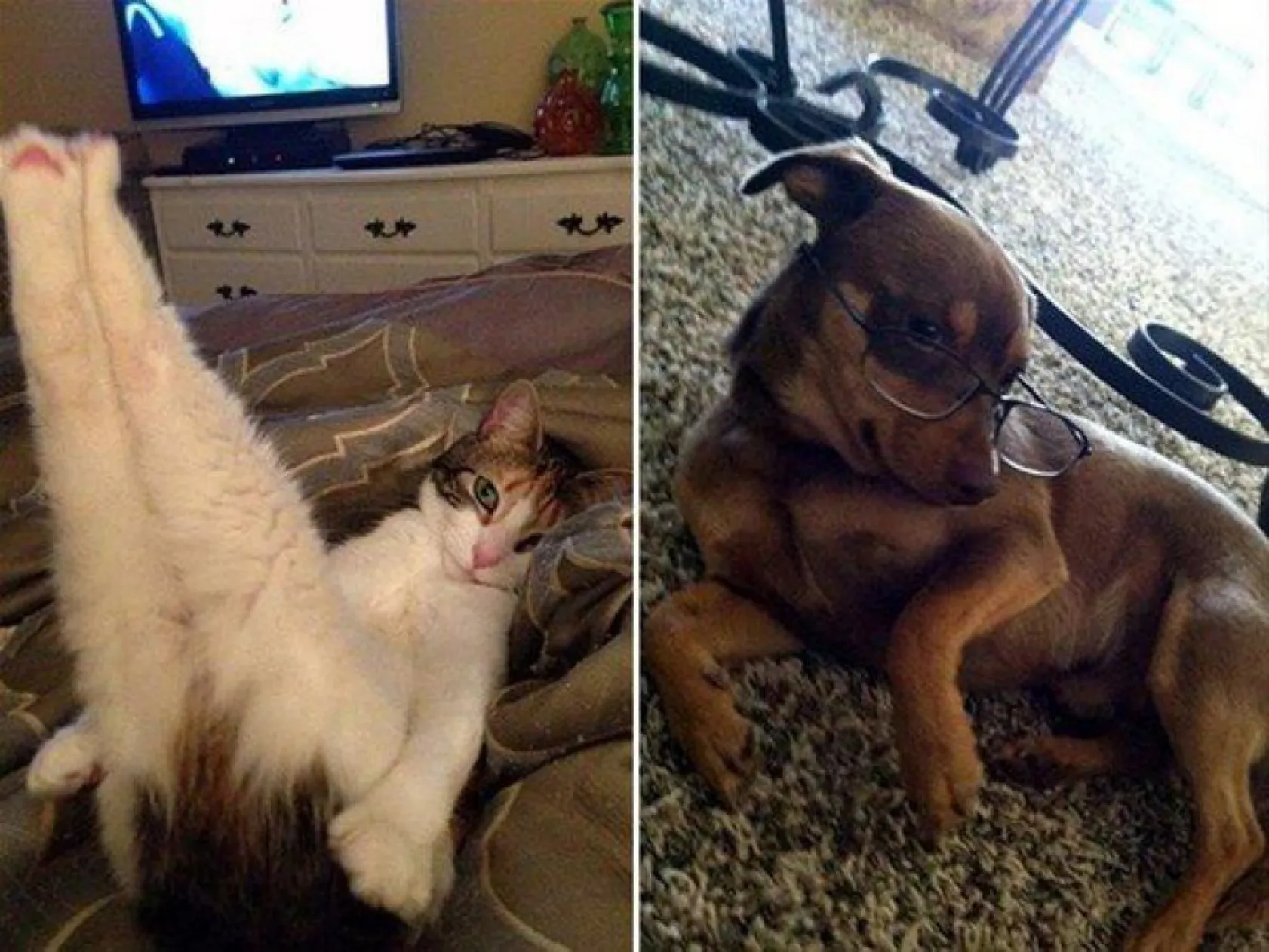 insan gibi davranan hayvanlar