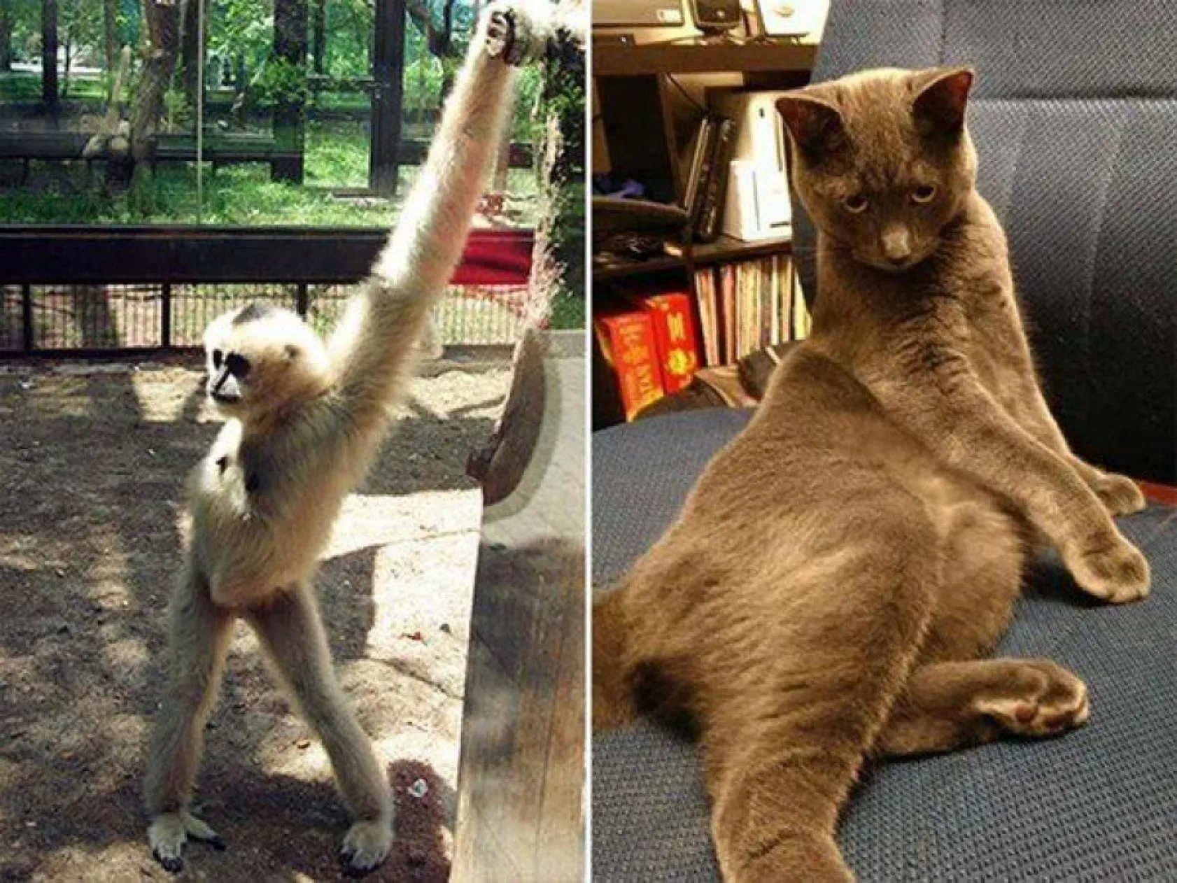 insan gibi davranan hayvanlar