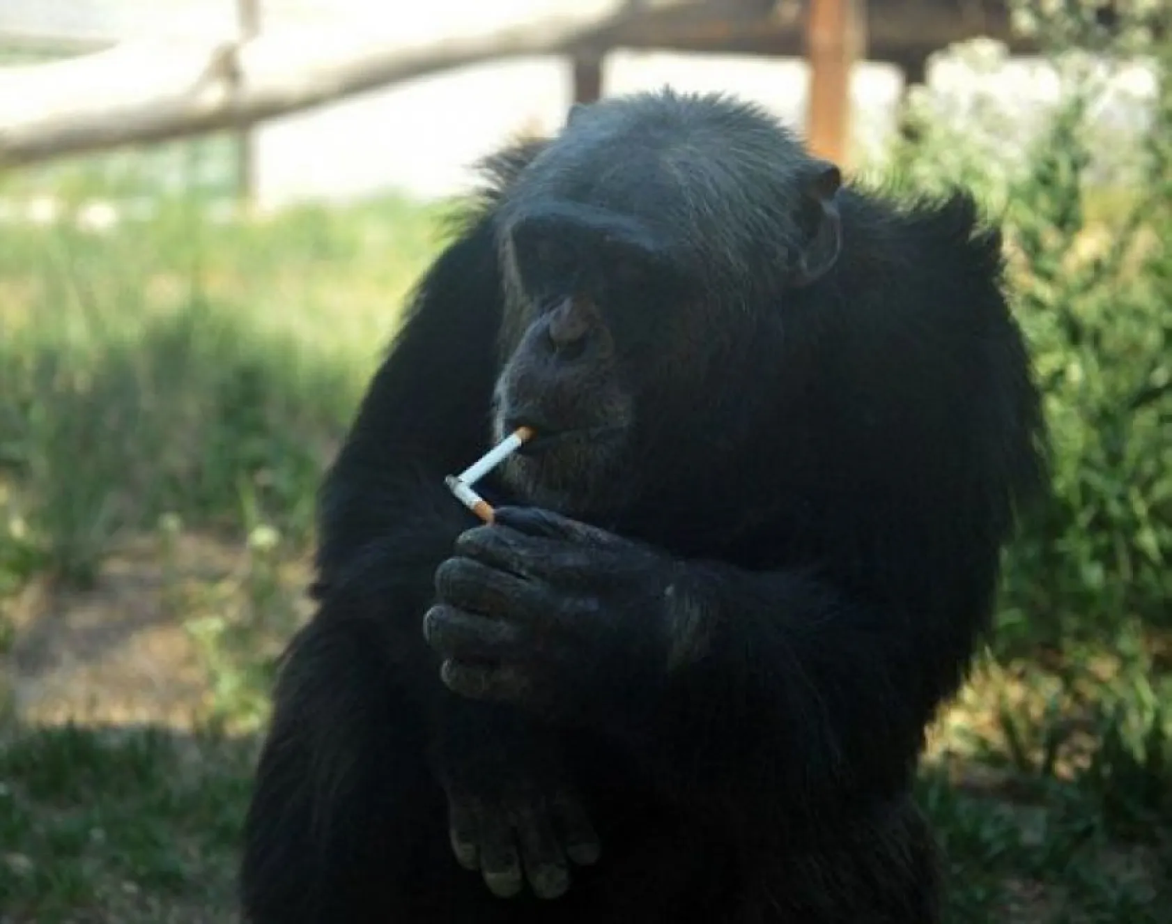 insan gibi davranan hayvanlar