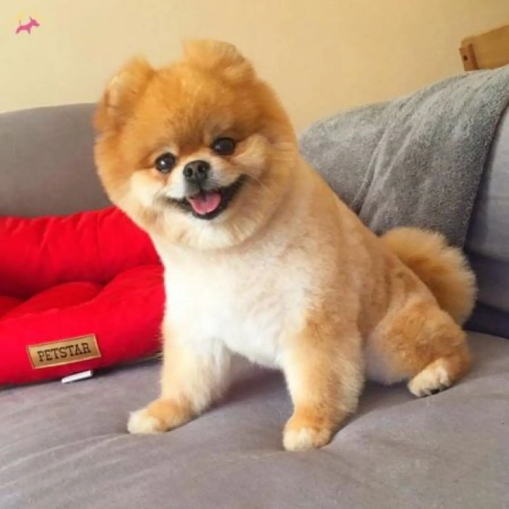 Birbirinden sevimli Boo fotoğrafları