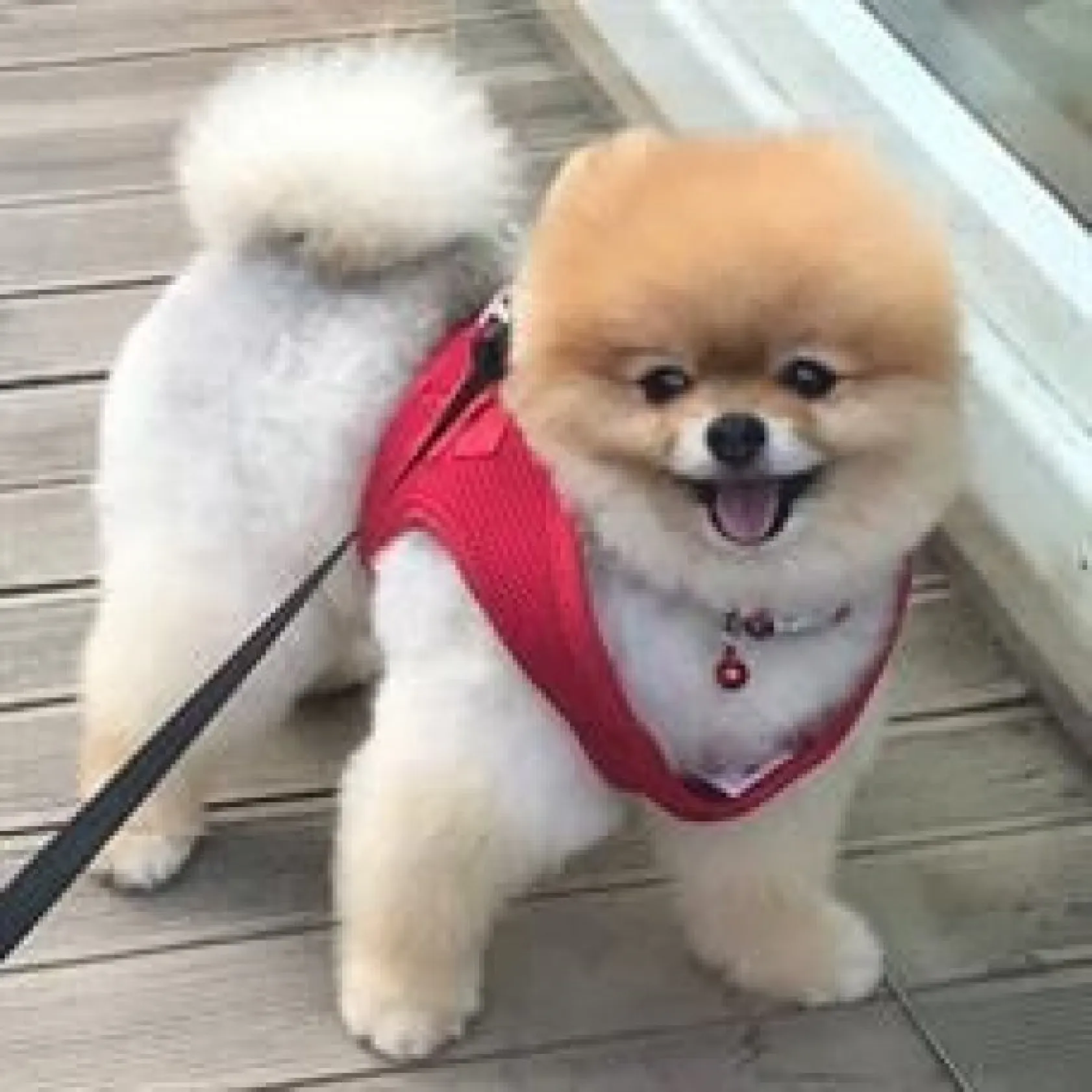 Birbirinden sevimli Boo fotoğrafları