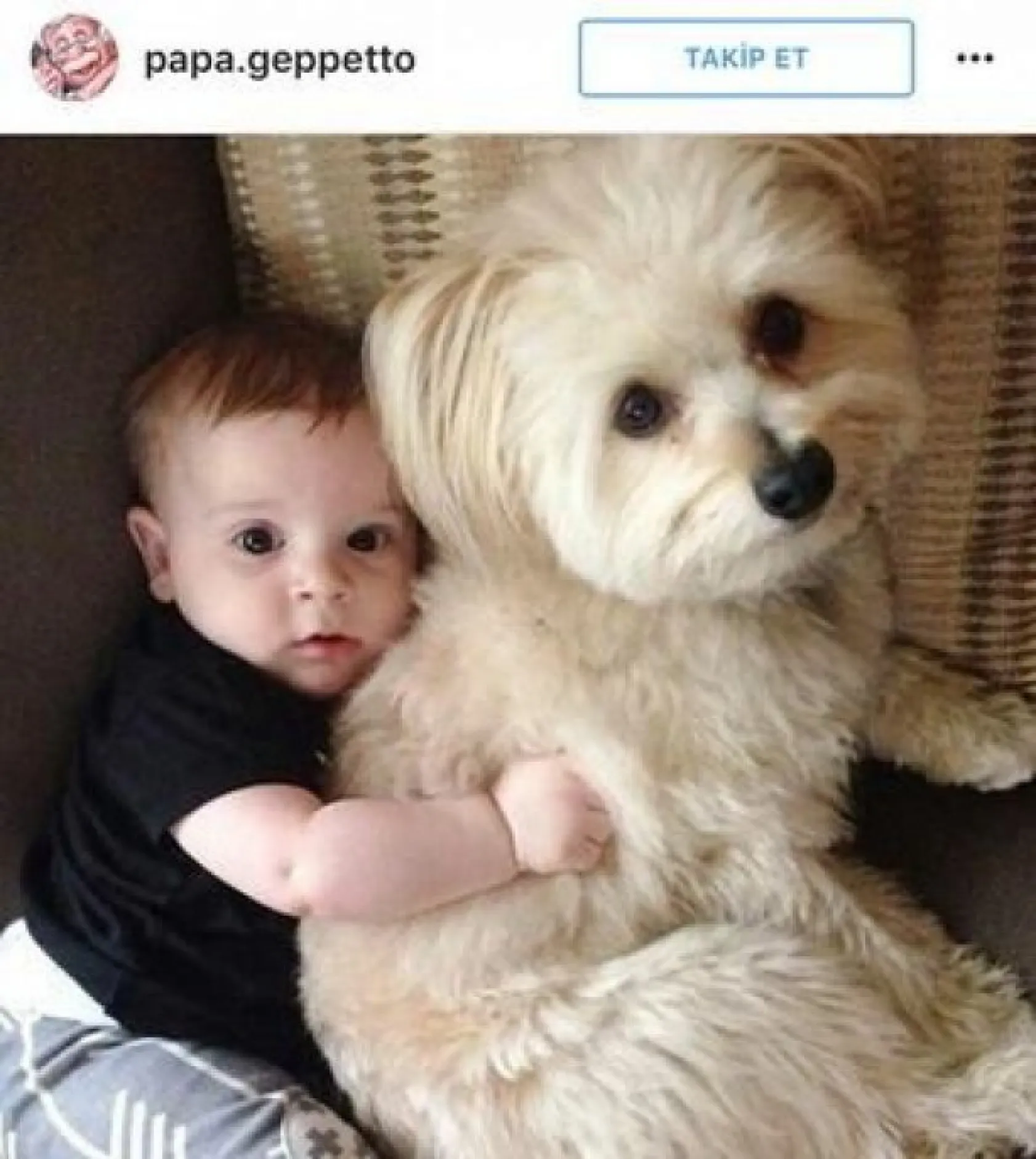 köpeklerle çocukların mükemmel arkadaşlığı