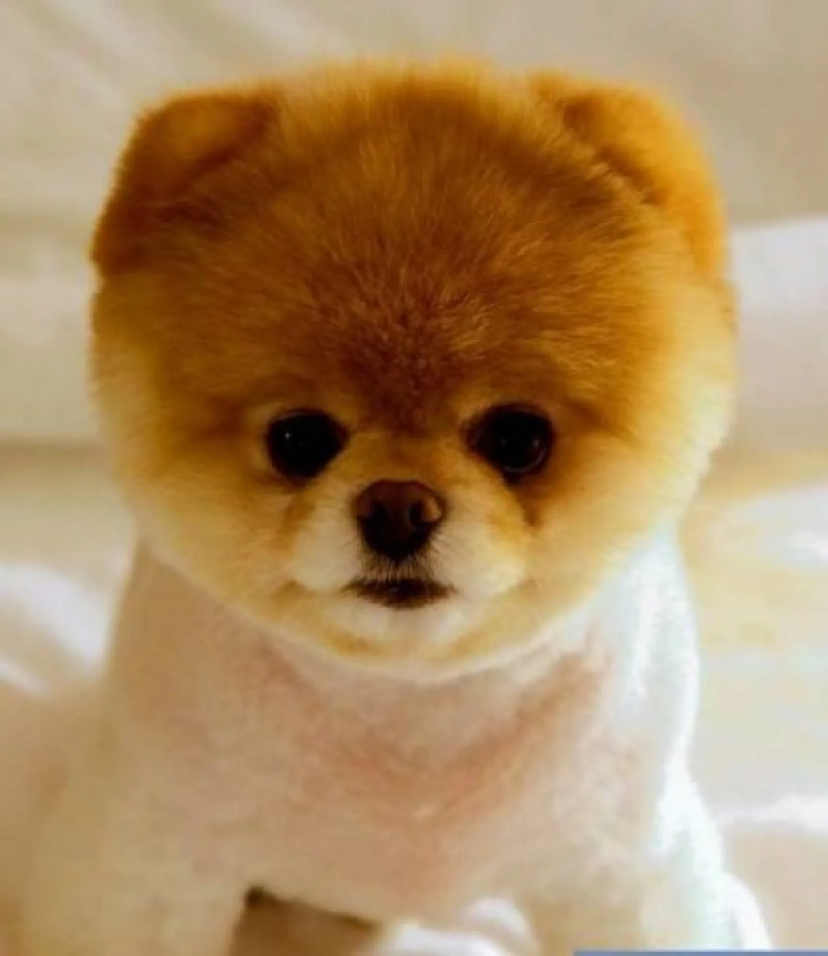 Birbirinden sevimli Boo fotoğrafları