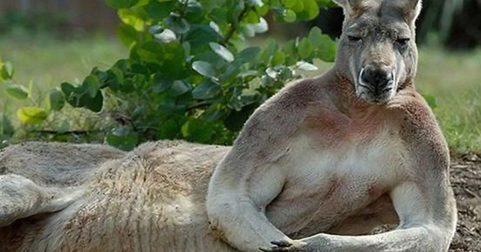 insan gibi davranan hayvanlar