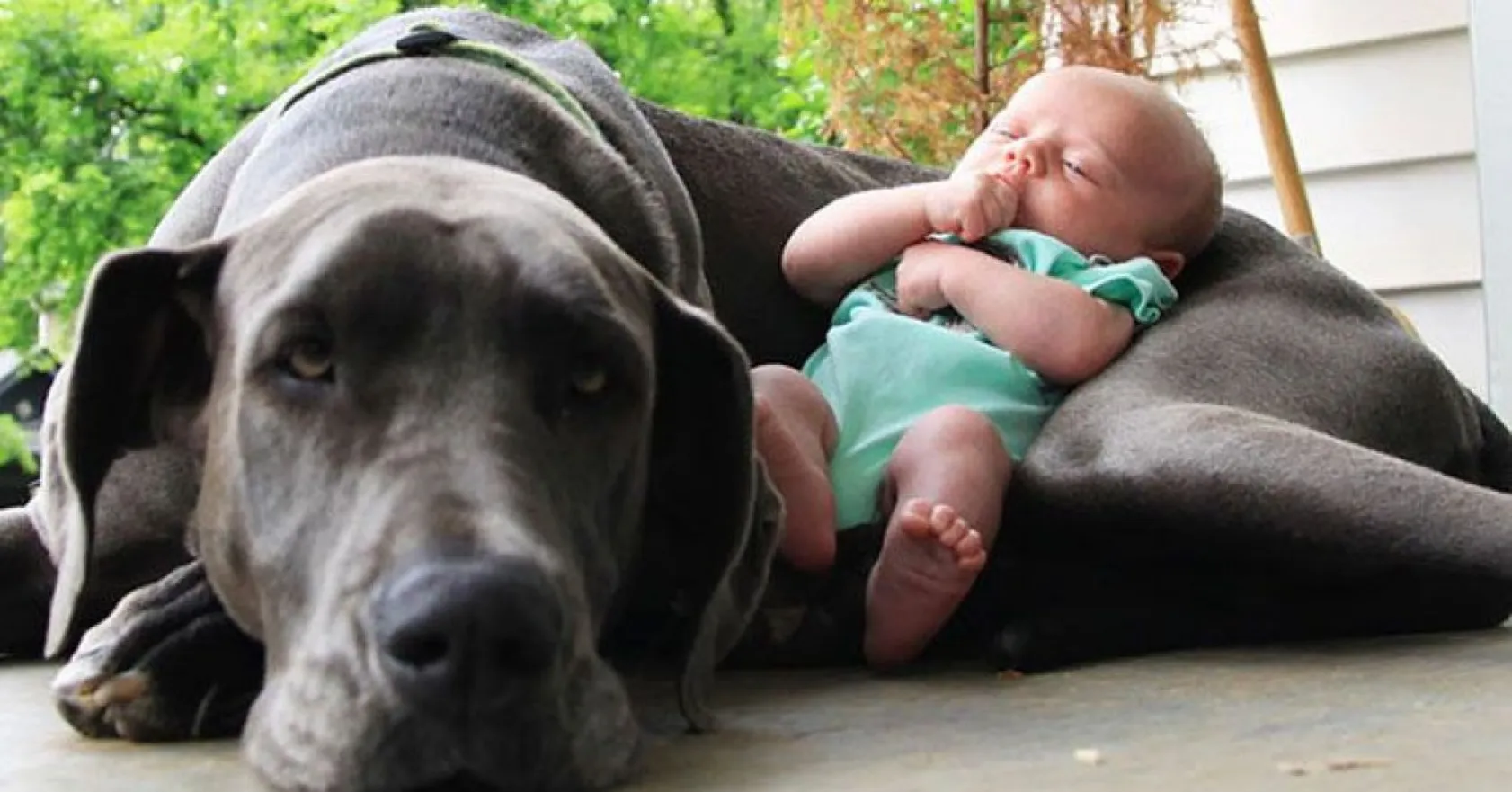 köpeklerle çocukların mükemmel arkadaşlığı