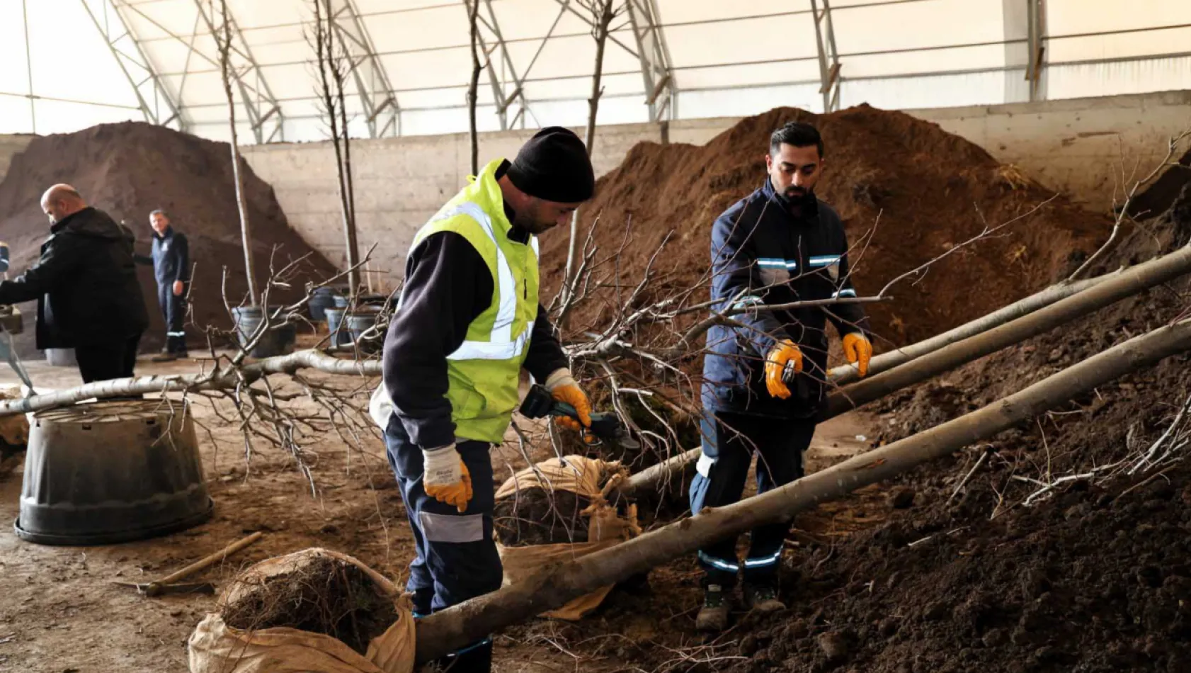 Ağaçlar yeni yerlerinde hayat bulacak
