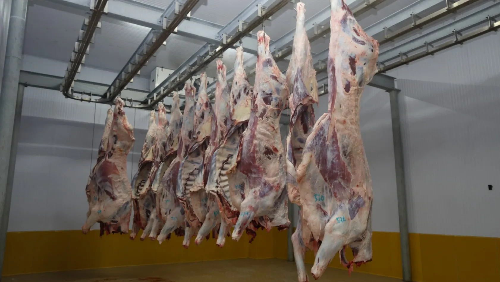 Büyükşehir Mezbahası'nda hijyenik ve helal kesim