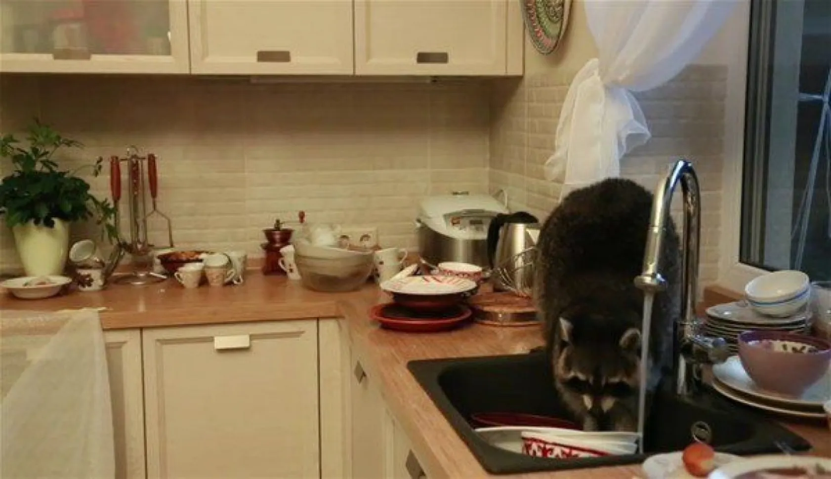 insan gibi davranan hayvanlar