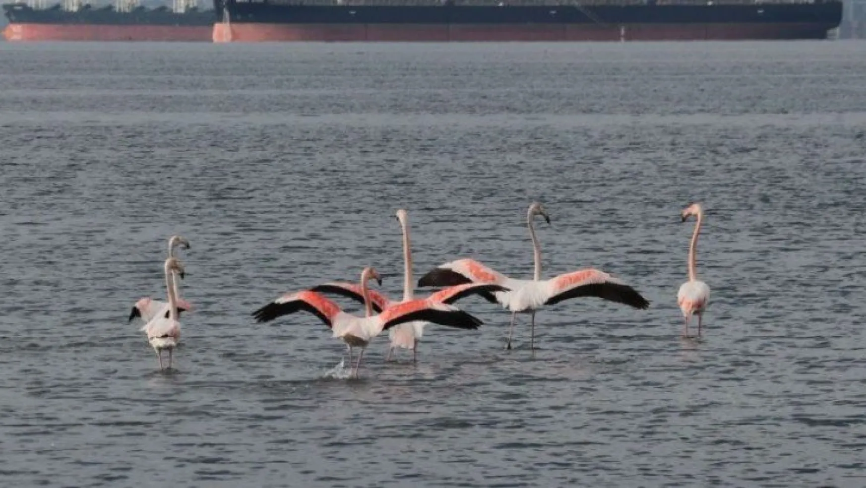 'İzmit çocuğu' flamingolar göç etmiyor