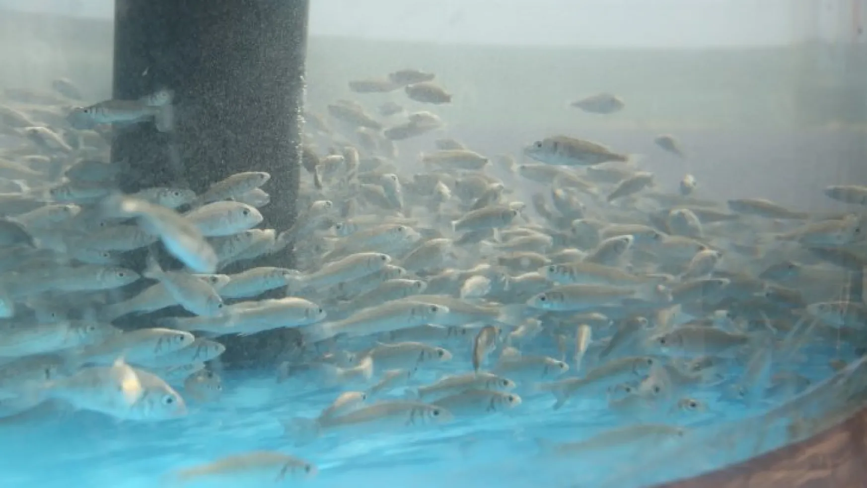 6 bin yavru balık İzmit Körfezi'ne salındı