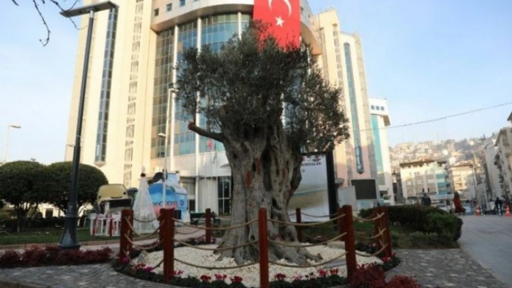 600 yıllık zeytin ağacı İzmit'in yeni sembollerinden biri olacak