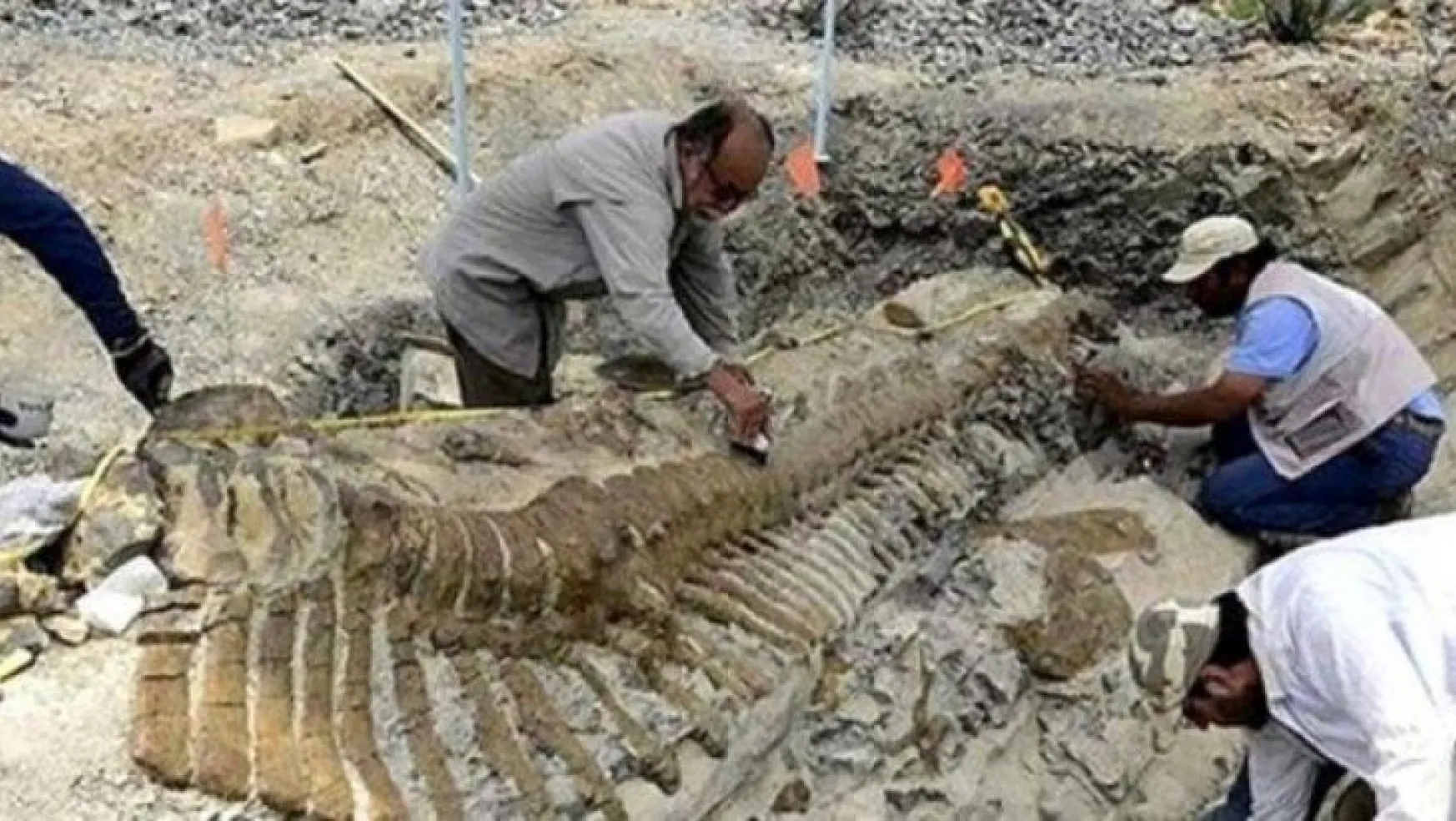 70 milyon yıllık dev balık fosili bulundu