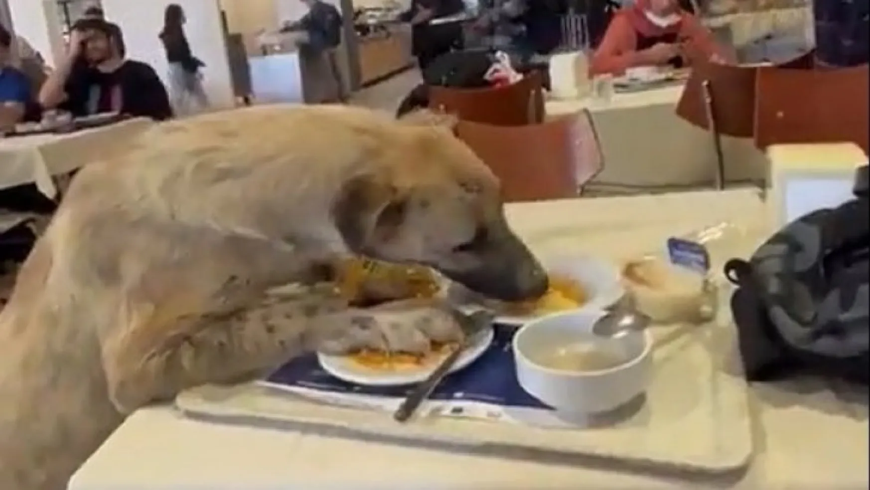 Aç kalan köpekler masadan yemek yedi!